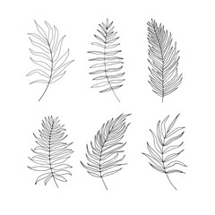 Set of palm,  jungle , tropical  leaves silhouettes isolated on white background.