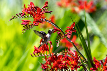 Hummingbird Getting Nectar from Flower summer season