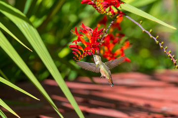 Rufous Hummingbird Feeding on Flower Nectar