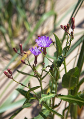 Beautiful purple flower on a sandy beach amongst dunes, close up