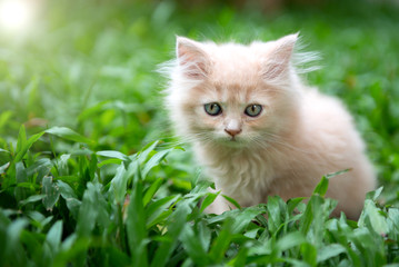 Naklejka na ściany i meble Cute little blue eyes cat on the grass