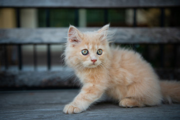 Naklejka na ściany i meble Cute little blue eyes cat is on the wooden table