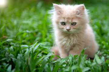 Cute little blue eyes cat on the grass