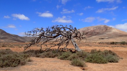 lone crooked desert tree