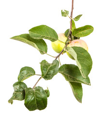 branch with ripe apples and green leaves. Isolated on white background