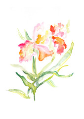 Isolated Watercolor Illustration of Red Iris, Spring Blooming Plant, Isolated Pink Flower