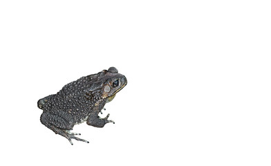 Asian Common Toad Sitting Isolated on White Background with Clipping Path and Space