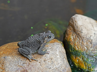 Asian Common Toad Sitting on a Rock near The Pond