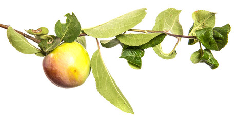 branch with ripe apples and green leaves. Isolated on white background