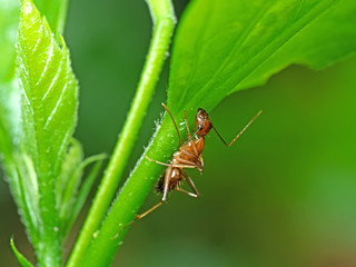 Macro Photo of Tiny Ant on Green Leaf Isolated on Nature Background