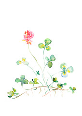 Watercolor Pink Clover with root, illustration on white background, Isolated Floral art, Ireland flower