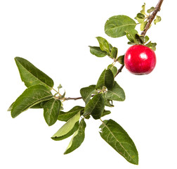 branch with ripe apples and green leaves. Isolated on white background