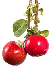 branch with ripe apples and green leaves. Isolated on white background