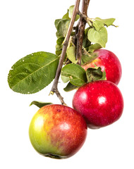 branch with ripe apples and green leaves. Isolated on white background