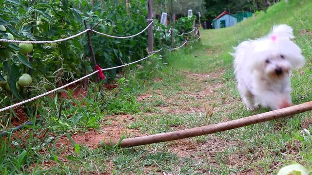 CUTE MALTESE PUPPY RUNNING IN A VEGETABLE GARDEN AND LEAPING OVER A BRANCH