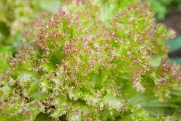 Green lettuce leaves in the garden of the farm.