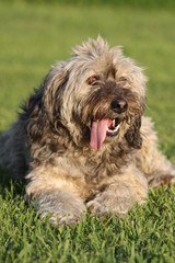 Bel cane peloso sul prato con la lingua di fuori