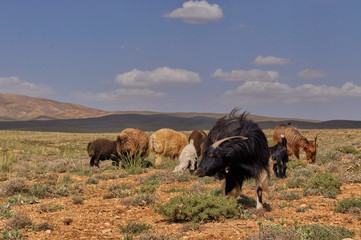 Livestock in Zagros mountains Iran