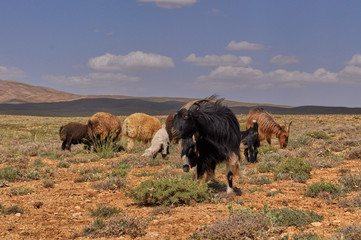 Livestock in Zagros mountains Iran