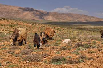 Fototapeta premium Livestock in Zagros mountains Iran