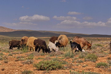 Livestock in Zagros mountains Iran