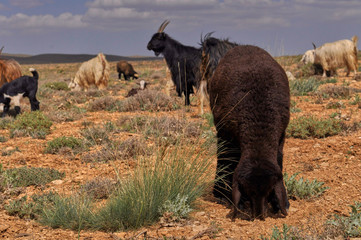 Fototapeta premium Livestock in Zagros mountains Iran