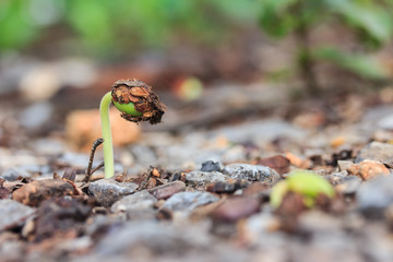 Small green plant in soil.