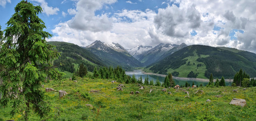 Fototapeta na wymiar Panorama einer Almwiese mit Kühen vor Bergsee, Bergen, blauem Himmel und Wolken
