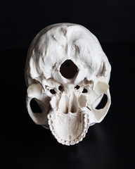 Obraz premium Skull. Human skull from the inside