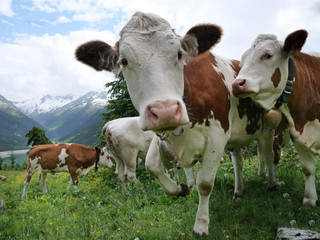 Naklejka na ściany i meble Weitwinkelfoto: Kühe gehen auf einer Almwiese in den Bergen direkt an der Kamera vorbei