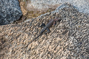 Lizard hiding on a stone like chameleon
