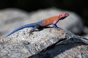Red and blue colored lizard on a stone