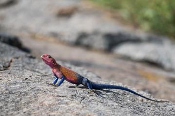 Colorful lizard on a stone