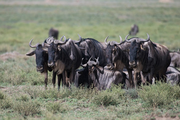 Group of wildebeests