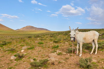 Livestock in Zagros mountains Iran