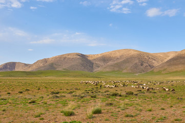 Livestock in Zagros mountains Iran