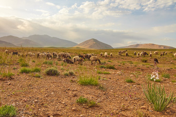 Livestock in Zagros mountains Iran - obrazy, fototapety, plakaty