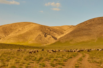 Livestock in Zagros mountains Iran