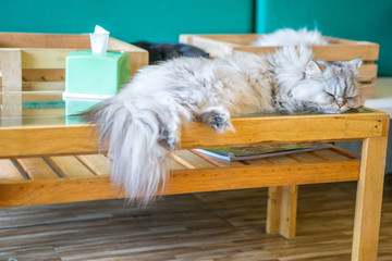 Cat cafe ,