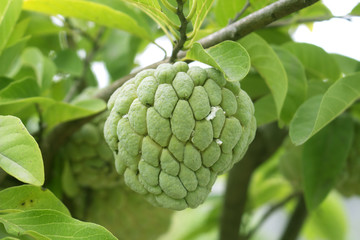 Fototapeta premium Custard apple agriculture background