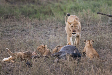 Female lion with babies eating gnu antelopes (focus is on lioness)