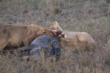 Fototapeta na wymiar Lions eating meat of dead antelope