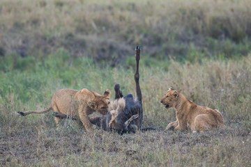 Young lions eating prey wildebeest