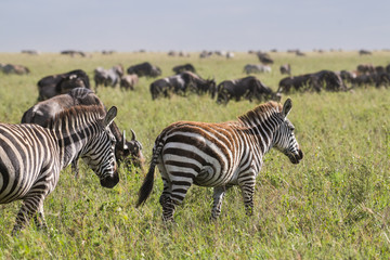 Fototapeta na wymiar Zebras with wildebeest on the background