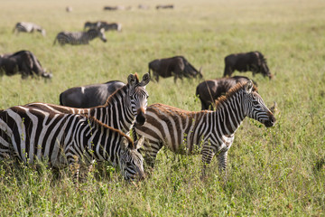 Fototapeta na wymiar Zebras in Tanzania