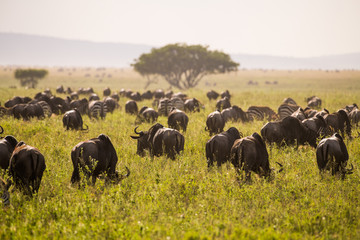 African wildebeests in Serengeti grassland