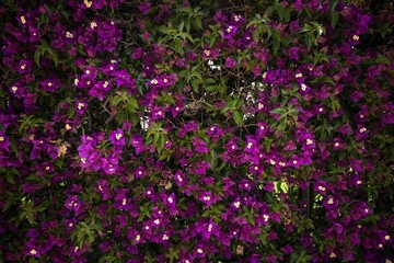 Wall of purple flowers. Texture closeup.