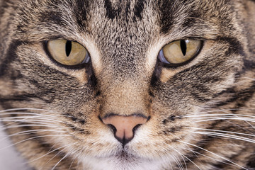 Close-up of a striped cat's face with green eyes.