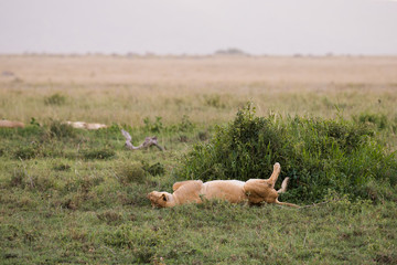Female lion sleeping upside down