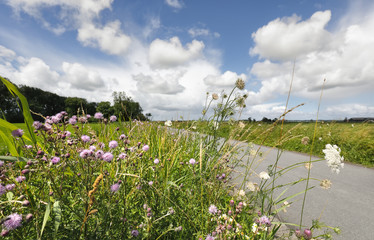 Naklejka premium wildflowers and blue sky
